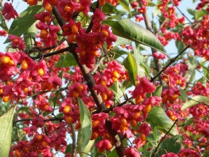 Cele mai frumoase arbuști cu flori pentru flori (arbuști pentru gradina foto) Cele mai frumoase arbuști cu flori pentru