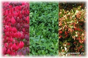 Cele mai frumoase arbuști cu flori pentru (arbuști cu flori pentru grădină) Cele mai frumoase arbuști cu flori pentru