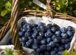 Sunberry - avantaje și prejudicii (utilizare) Sunberry - avantaje și prejudicii