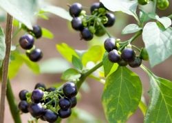Sunberry - beneficii și daune (daune) Sunberry - avantaje și prejudicii