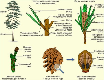 Site-ul profesori de biologie MBOU Liceul № 2 din orașul Voronezh