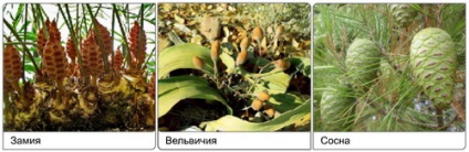 Site-ul profesori de biologie MBOU Liceul № 2 din orașul Voronezh (Gimnosperme sunt plante lemnoase) Site-ul profesori de biologie MBOU Liceul № 2 din orașul Voronezh