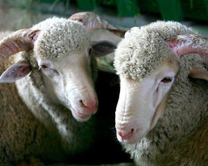 Portalul agricol (rasa Askanian oi Askanian) portalul agricol