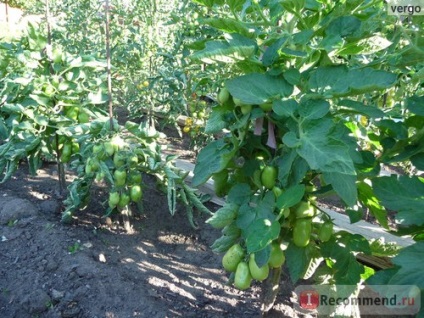 Seminte casa semințe de tomate de transfer - „a ajuns să fie înghețate“, recenzii ale clientilor (semințe) Seminte casa semințe de tomate de transfer - „a ajuns să fie înghețate,“ recenzii ale clientilor