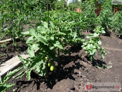 Seminte casa semințe de tomate de transfer - „a ajuns să fie înghețate“, recenzii ale clientilor (tomate) Seminte casa semințe de tomate de transfer - „a ajuns să fie înghețate,“ recenzii ale clientilor