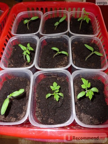 Seminte casa semințe de tomate de transfer - „a ajuns să fie înghețate“, recenzii ale clientilor (semințe) Seminte casa semințe de tomate de transfer - „a ajuns să fie înghețate,“ recenzii ale clientilor