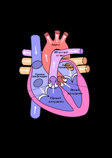 Heart - ea (închide foramen interventriculare) Heart - l