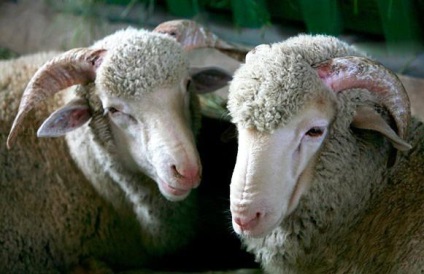 Stavropol rasa de oi - agroxxi (Stavropol rasa de productivitate ovine) Stavropol rasa de oi - agroxxi