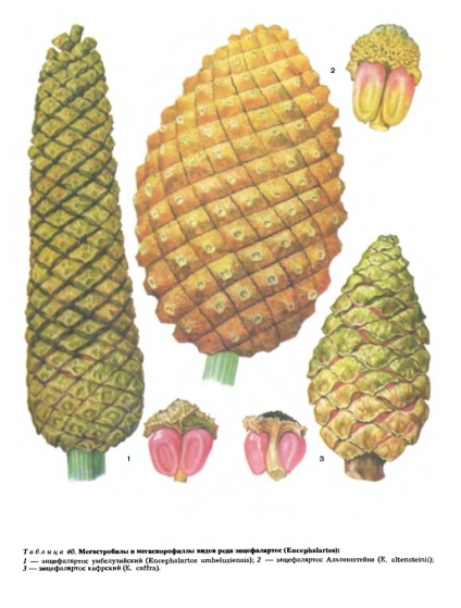 Strobila - o (plante de sex masculin de sex feminin) Strobila - l