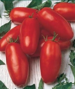 Tomate - comentarii Shuttle, fotografii, randament (foto) Tomate - comentarii Shuttle, fotografii, productivitate