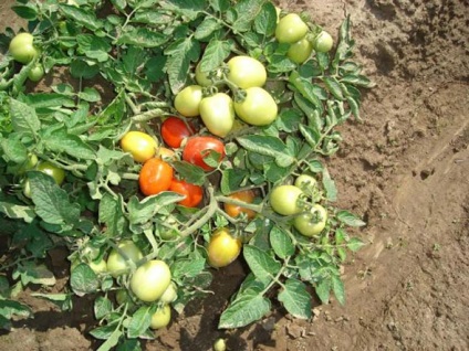 Caracterizarea de transfer de tomate și descrierea soiului, comentarii cu privire la aceasta cei care au cultivat fotografia lui (caracteristică) Caracterizarea de transfer de tomate și descrierea soiului, comentarii cu privire la aceasta cei care au cultivat fotografia lui