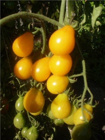 Tomate miere descriere picătură, fotografii, recenzii (fotografii) Tomate miere descriere picătură, fotografii, comentarii