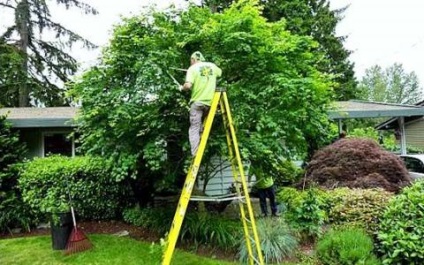Grija pentru arbori și arbuști (copaci) Grija pentru copaci și arbuști