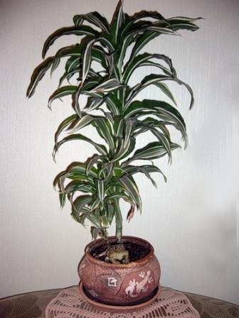 Îngrijire la domiciliu Dracaena să aibă grijă de zhdratsenoy acasă (condiții) Îngrijire la domiciliu dratsenu să aibă grijă de la zhdratsenoy acasă