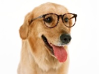 clinici veterinare (pentru a cumpăra un pisoi) clinici veterinare