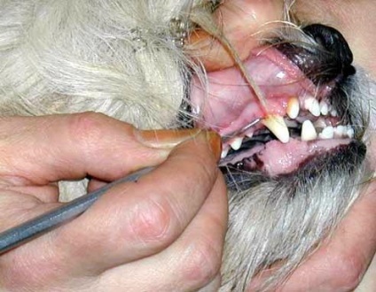 Tipuri de cariilor dentare la caini Cauzele si metodele de tratament (pacienți dinți la câini) Tipuri de cariilor dentare la câini, cauzele și modalități de tratament