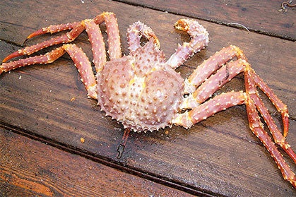 Tipuri de crabi (crab) specii de crabi