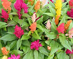 Cultivarea celosia semințe de feathery