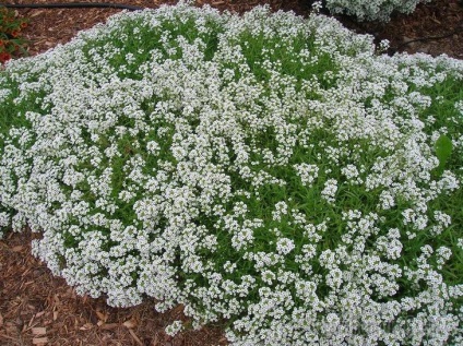 Tot ceea ce ai vrut sa stii despre plantarea Alyssum, îngrijire, soiurile populare