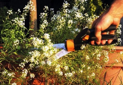 Tot ceea ce ai vrut sa stii despre plantarea Alyssum, îngrijire, soiuri de populare (de îngrijire) Tot ceea ce ai vrut sa stii despre plantarea Alyssum, îngrijire, soiurile populare