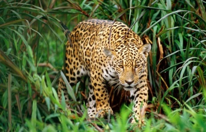 Jaguar animal (de companie) Jaguar animale