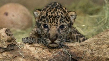Jaguar animal (jaguari) Jaguar animale