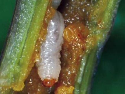 Arpagic îngălbenire (îngălbenire) ceapa verde galben