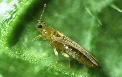 Arpagic galben (verde începe să se îngălbenească) ceapa verde galben