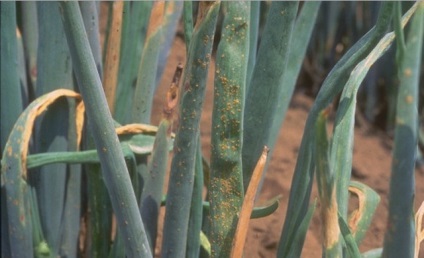 Arpagic galben (verde începe să se îngălbenească) ceapa verde galben