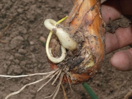 Arpagic îngălbenire (grad de temperatura apei) ceapa verde galben
