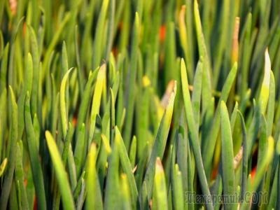 Arpagic îngălbenire (grad de temperatura apei) ceapa verde galben