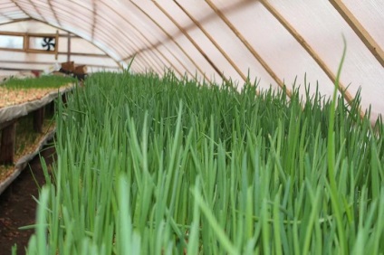 Arpagic îngălbenire (grad de temperatura apei) ceapa verde galben