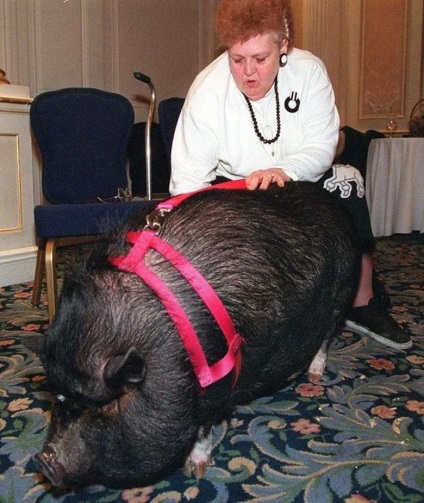 Animale eroi ai timpului nostru (animale) Animale eroi ai timpului nostru