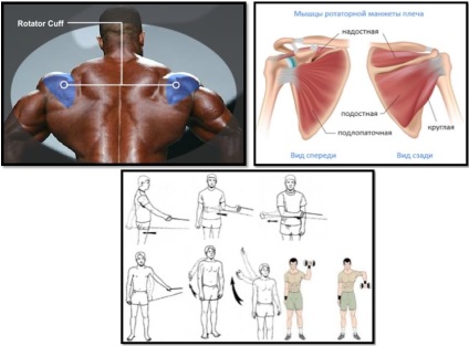 Anatomia mușchilor umerilor