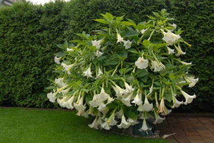 Brugmansia - plantare și îngrijire la domiciliu