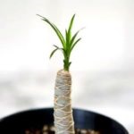 възпроизвеждане Dracaena в дома, както и разсад корен