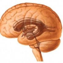 Хипертонична (hydrocephalic) синдром при възрастни и новородени