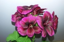 geranium Royal îngrijire (50 poze) și reproducerea acestei flori luxuriante Pelargonium regale,