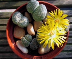 Lithops грижа и поддръжка (поливане, разсаждане, размножаване, болест)