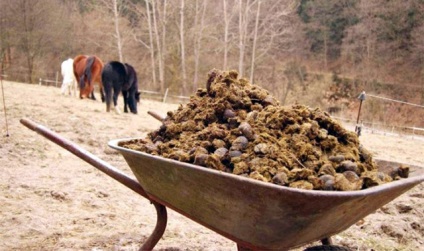 Gunoiului de grajd ca îngrășământ procesarea, aplicarea de bovine, porcine, iepure