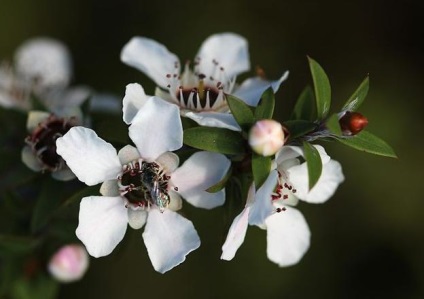 Noua Zeelandă miere „Manuka“ utile proprietăți, aplicații, comentarii