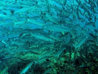 Червено море на опасност или да бъде нащрек, в подводния царство