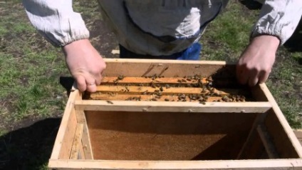 Transplantarea pachete de albine în stup ca un drept de transplant