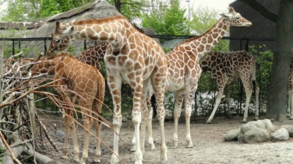 Защо жираф син език - какво жираф рогата - животни - други