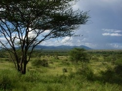 African Savannah fotografii, videoclipuri, atractii animale Savannah