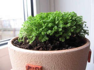 Selaginella - îngrijire la domiciliu pentru o plante subtropicale neobișnuite