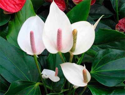 Spathiphyllum грижи в дома, култивиране, размножаване, засаждане, подрязване пресаждането, видове,