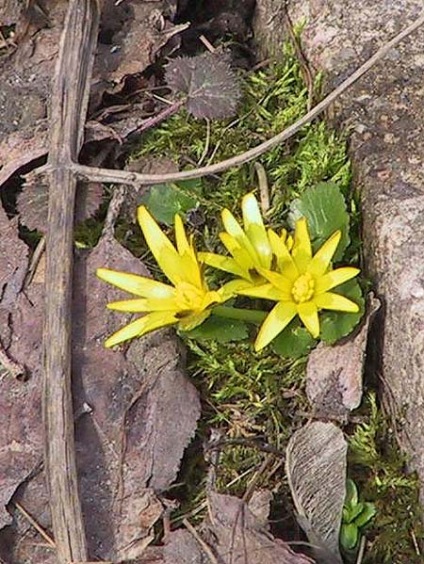 Director de plante