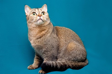 Tipuri de pisici Scottish murkotiki (specii) Tipuri de pisici Scottish murkotiki