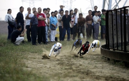 Viața de câini din China